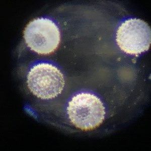いろいろな花粉の観察 お茶の水女子大学 理科教材データベース